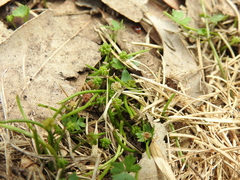 Hydrocotyle paludosa