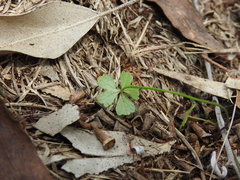 Hydrocotyle paludosa