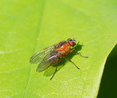 Helinomydaea flavofusca