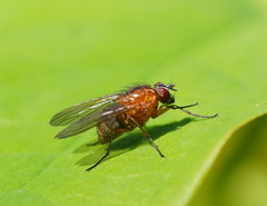 Helinomydaea flavofusca