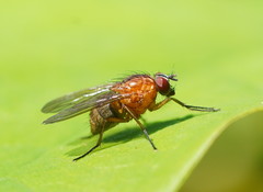 Helinomydaea flavofusca