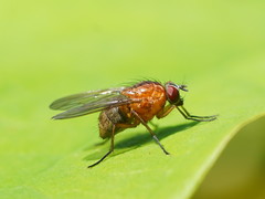 Helinomydaea flavofusca