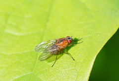 Helinomydaea flavofusca