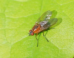 Helinomydaea flavofusca