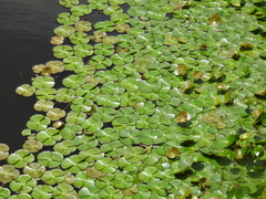 Marsilea mutica