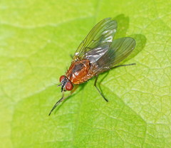 Helinomydaea flavofusca