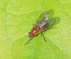 Helinomydaea flavofusca