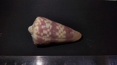 Conus zonatus
