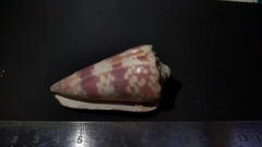Conus zonatus