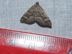 Chrysolarentia cryeropa