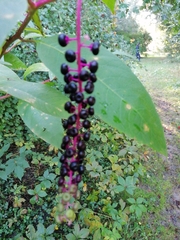 Phytolacca americana