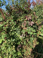 Phytolacca americana