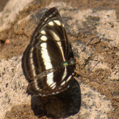 Neptis clinia susruta