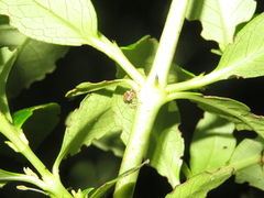 Chalepistes costifer