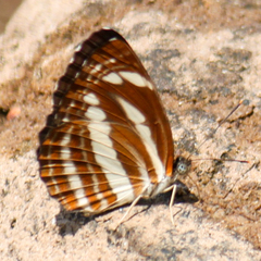 Neptis clinia susruta