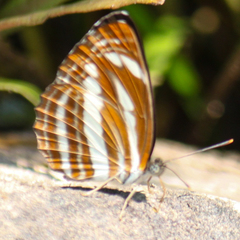 Neptis clinia susruta