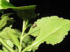 Chalepistes costifer