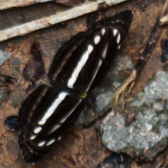 Neptis clinia susruta