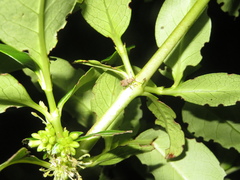 Chalepistes costifer