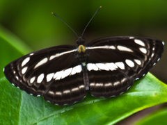 Neptis clinia susruta