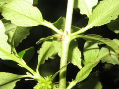 Chalepistes costifer