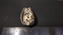 Conus striatus