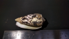 Conus striatus