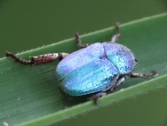 Hoplia coerulea