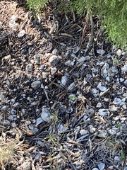 Aspidoscelis gularis