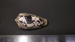 Conus striatus