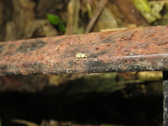 Brachyolus punctatus