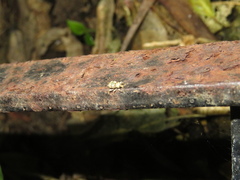 Brachyolus punctatus