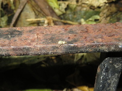 Brachyolus punctatus