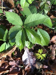 Parthenocissus quinquefolia