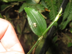 Brachyolus punctatus