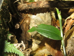 Brachyolus punctatus
