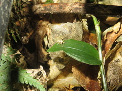 Brachyolus punctatus