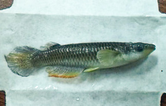 Aplocheilus armatus
