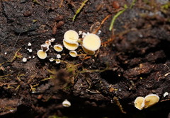 Lachnum lachnoderma