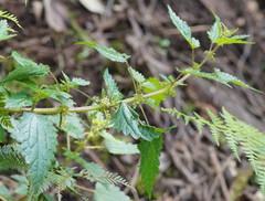 Urtica incisa