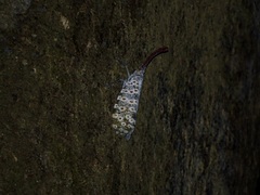 Pyrops oculatus