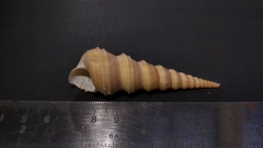 Turritella duplicata