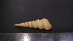 Turritella duplicata