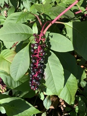 Phytolacca americana