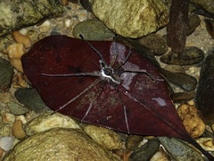 Dolomedes mizhoanus