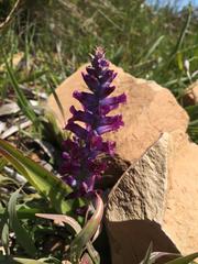 Lachenalia orchioides parviflora
