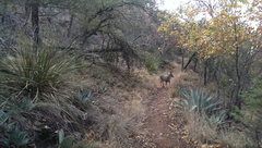 Odocoileus virginianus carminis