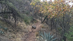 Odocoileus virginianus carminis