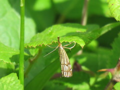 Chrysocramboides craterella