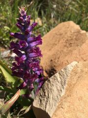 Lachenalia orchioides parviflora